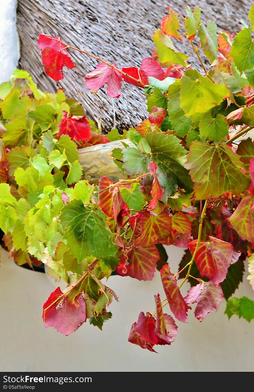 Close up autum colored wild wine leafs. Close up autum colored wild wine leafs