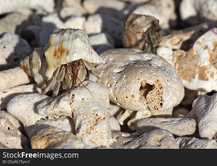 Small crab in a shell on the beach, between the pebbles, Indonesia, 2012