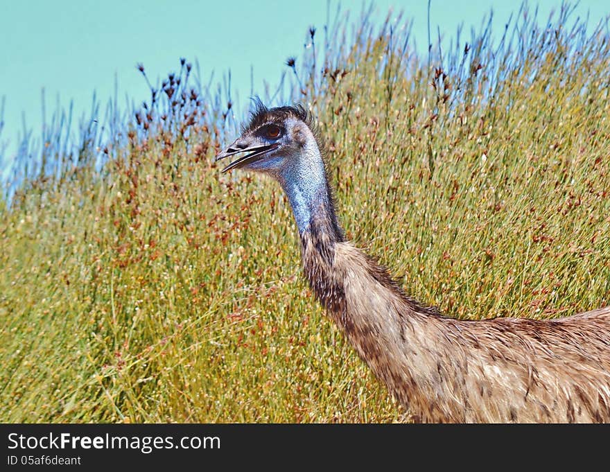 Close up of large emu with little hair. Close up of large emu with little hair