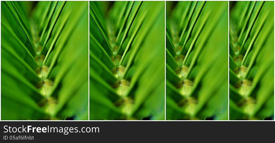 Close up of a green palm leaf