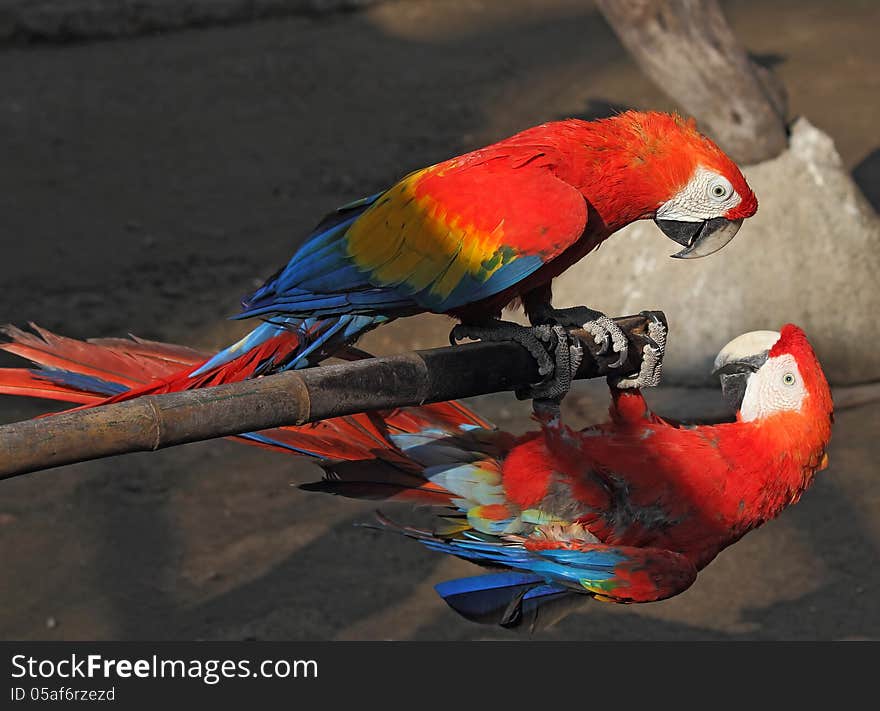 Two parrots Macaw on a bamboo pole