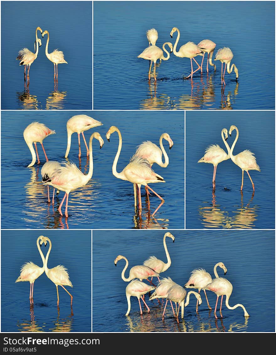 Collage of Flamingos feeding in the Milneton Lagoon early in the morning. Collage of Flamingos feeding in the Milneton Lagoon early in the morning