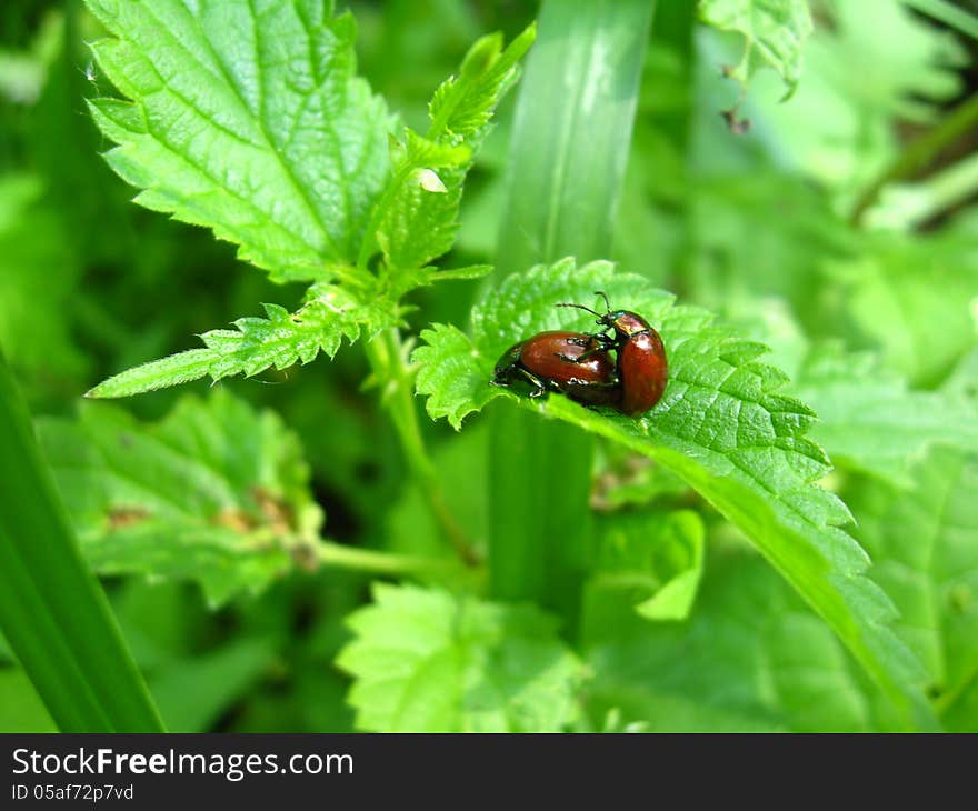 Motley bugs on the leaf making love