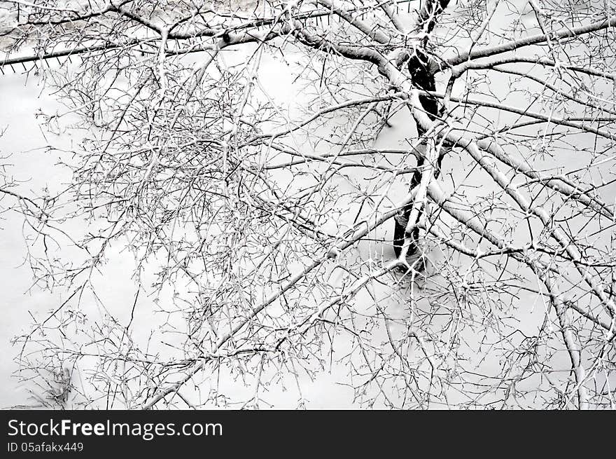 Tree in the snow view from the above