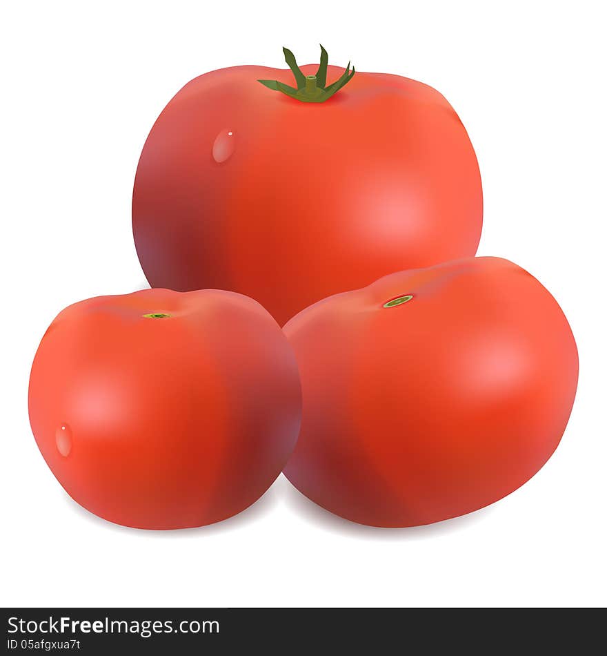 Three tomatoes on white. Vector illustration