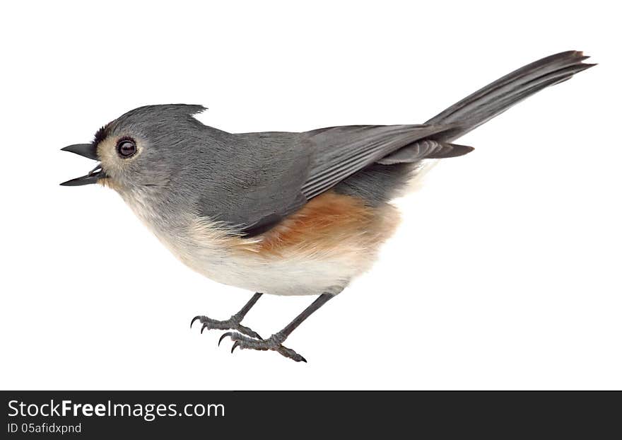 Tufted titmouse, Baeolophus bicolor, isolated on a white background. Tufted titmouse, Baeolophus bicolor, isolated on a white background