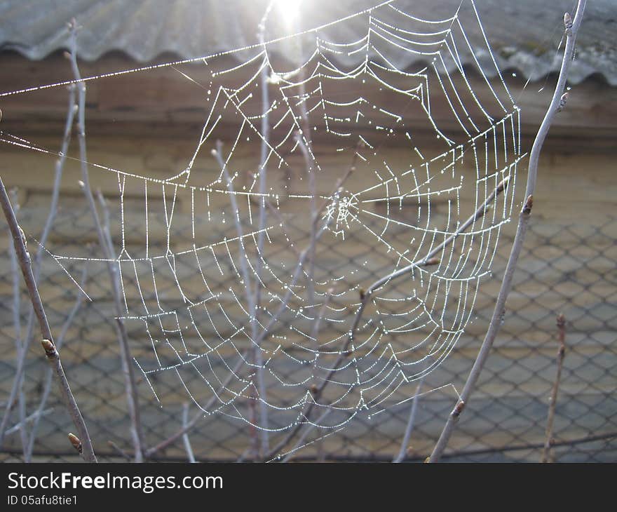 Spider's web with dew on the green background of grass. Spider's web with dew on the green background of grass