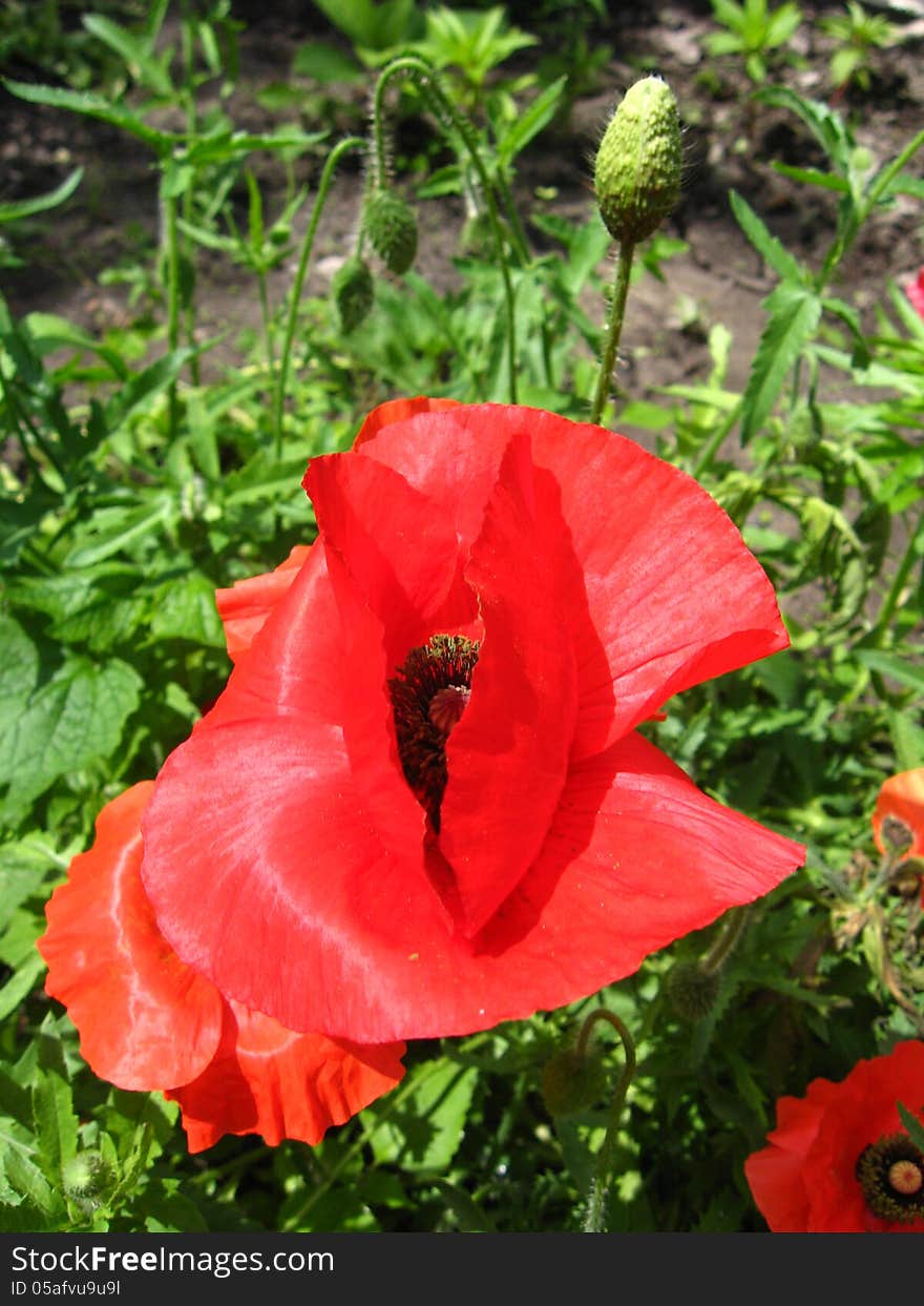 Beautiful flower of the red poppy