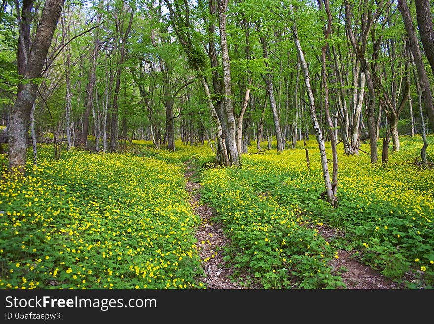 Road in spring forest