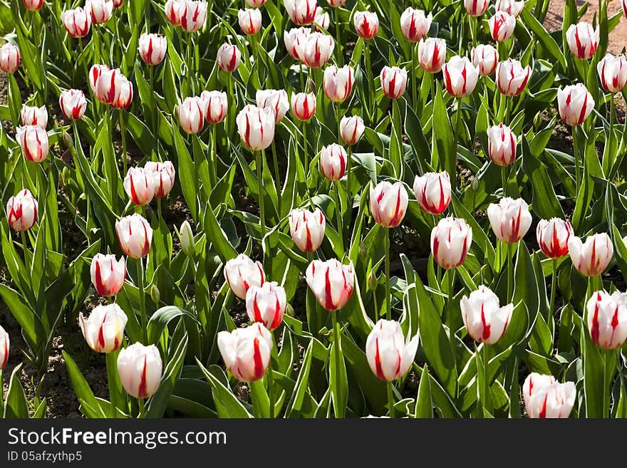 White and pink blooming tulip flower field. White and pink blooming tulip flower field