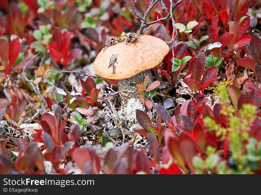 The mushrooms in the tundra.