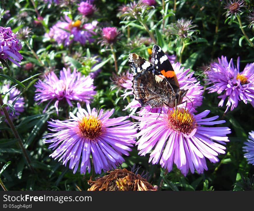 Graceful butterfly of vanessa atalanta on the flower. Graceful butterfly of vanessa atalanta on the flower