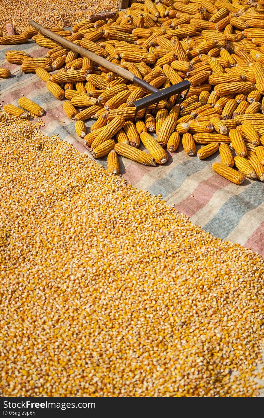 Corn, corn seed and rake laid on the plastic sheet