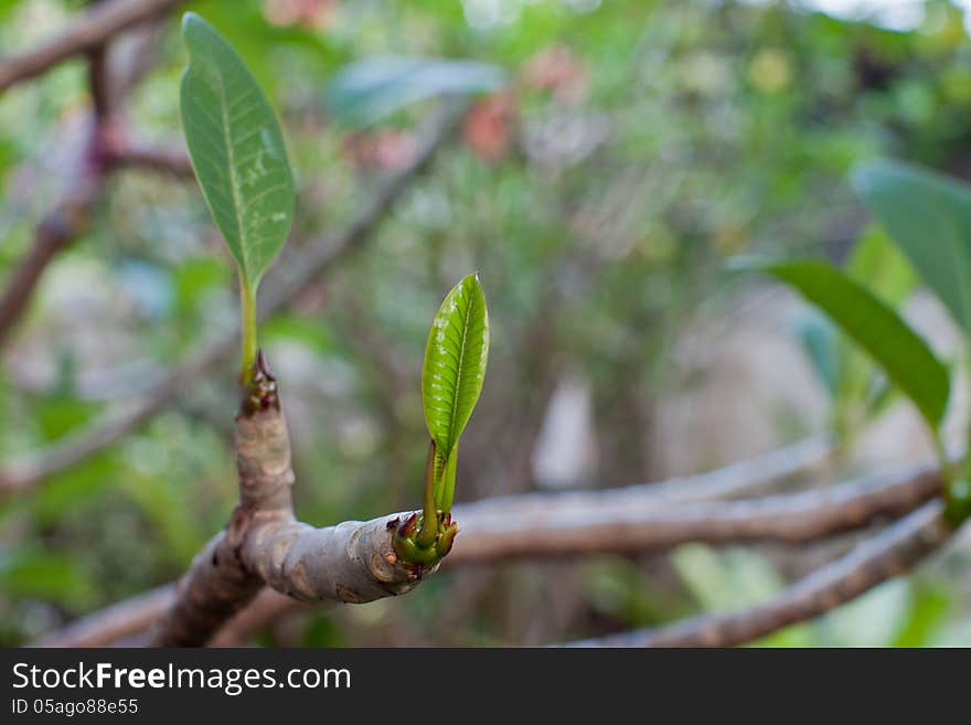 Branch and leaf of bignonia.