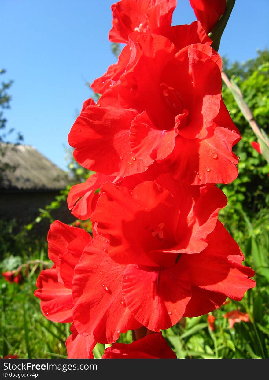 Beautiful flower of gladiolus