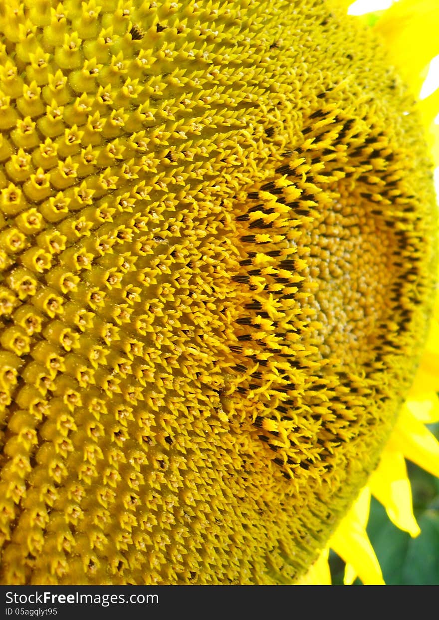 Image of surface of beautiful yellow sunflower. Image of surface of beautiful yellow sunflower