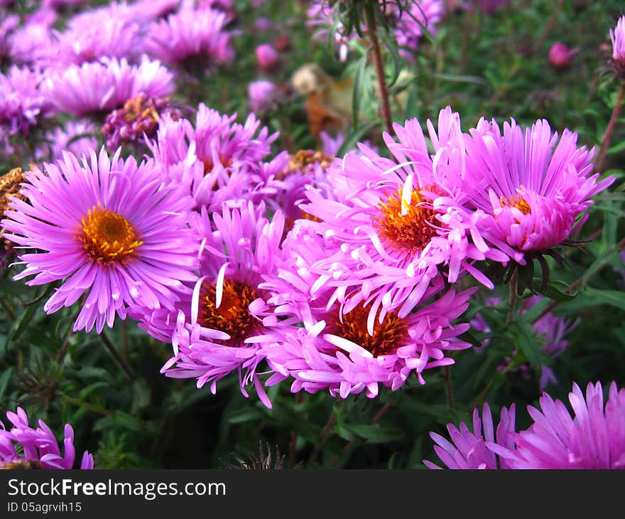 Image of beautiful and bright red asters. Image of beautiful and bright red asters