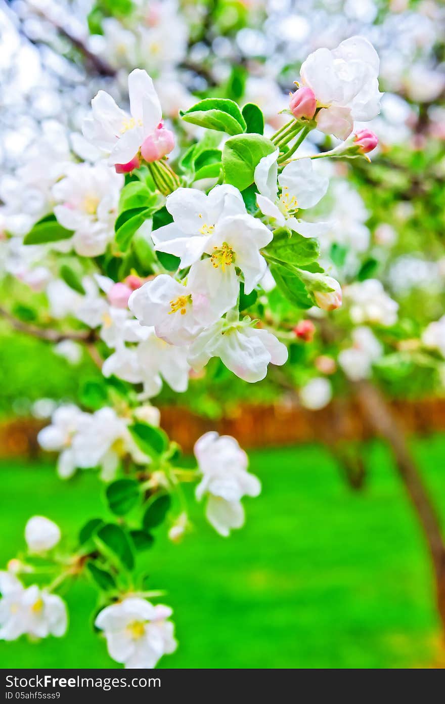 Apple blossom close-up. Shallow depth of field.