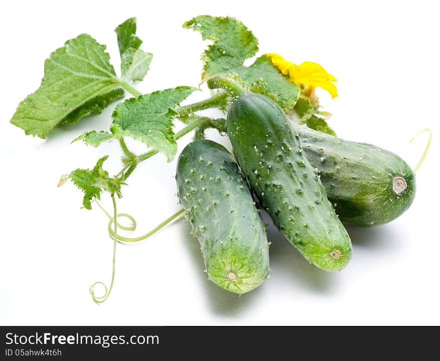 Cucumbers with leaves