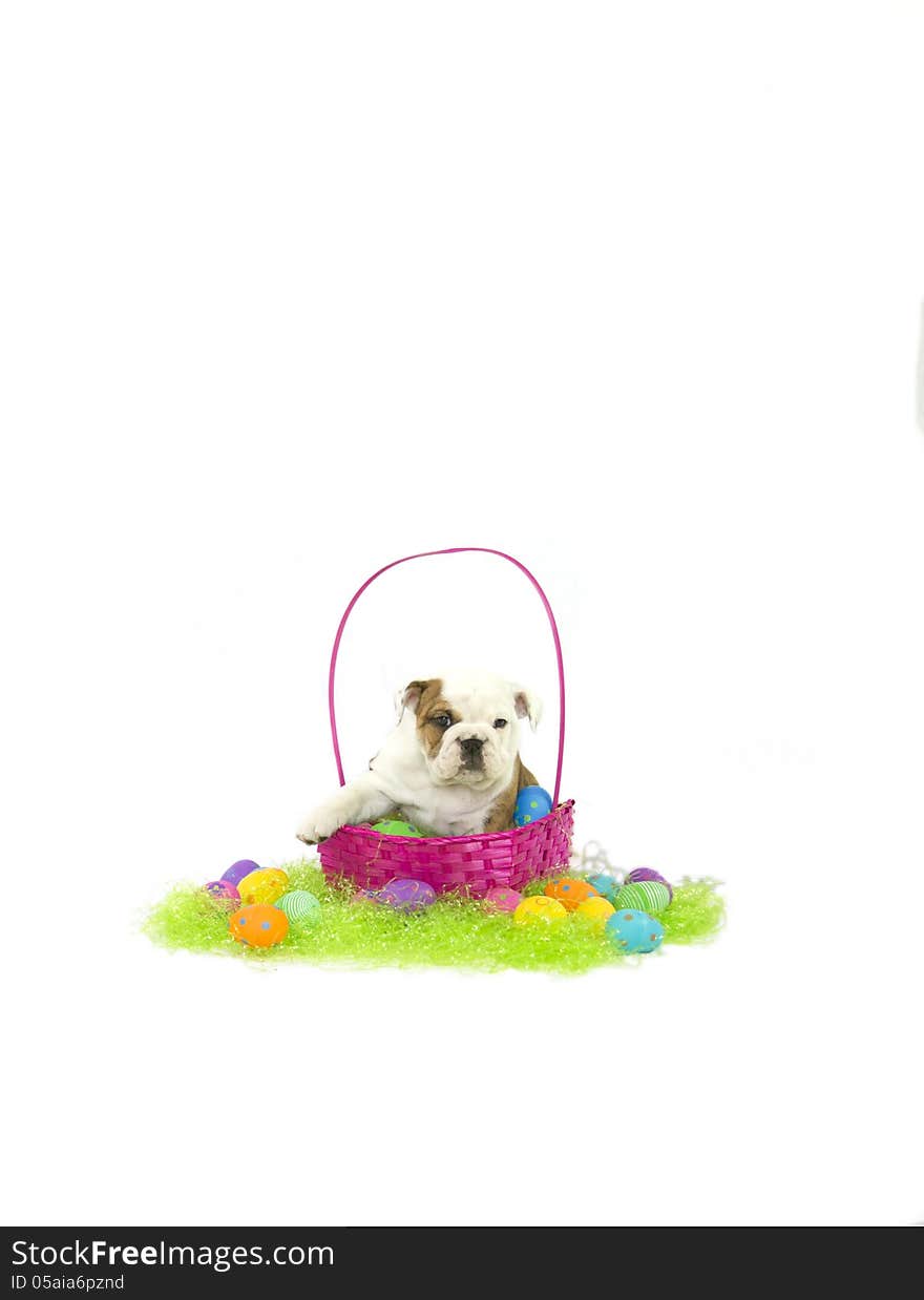 English Bulldog puppy sitting in pink easter basket with green grass and plastic eggs. English Bulldog puppy sitting in pink easter basket with green grass and plastic eggs
