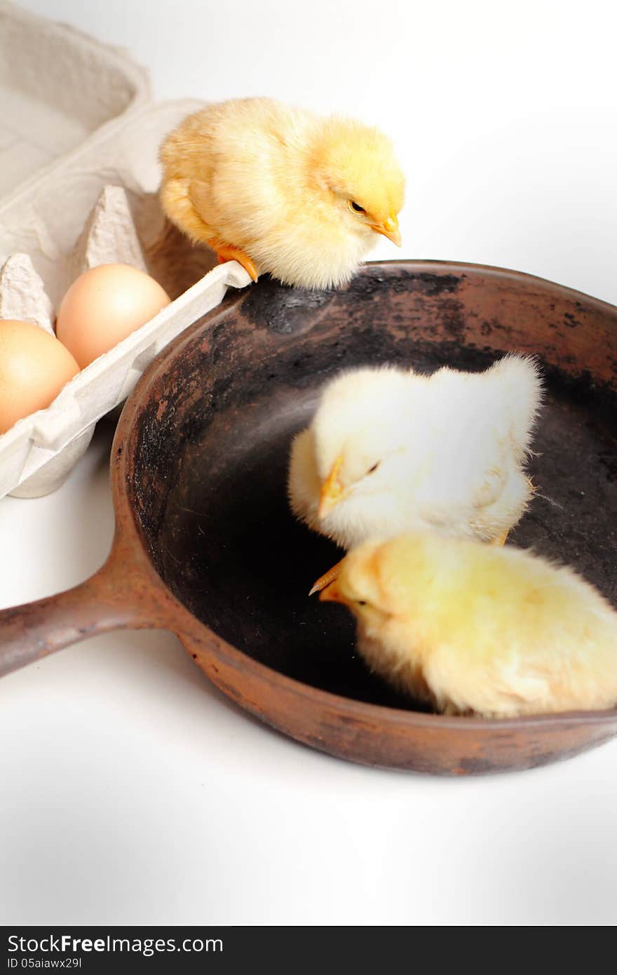 A group of yellow fluffy baby chickens in an iron skillet beside an egg crate with eggs. Shallow depth of field. A group of yellow fluffy baby chickens in an iron skillet beside an egg crate with eggs. Shallow depth of field.