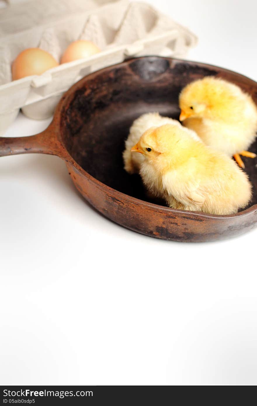 A group of yellow fluffy baby chickens in an iron skillet beside an egg crate with eggs. Shallow depth of field. Copy space. A group of yellow fluffy baby chickens in an iron skillet beside an egg crate with eggs. Shallow depth of field. Copy space