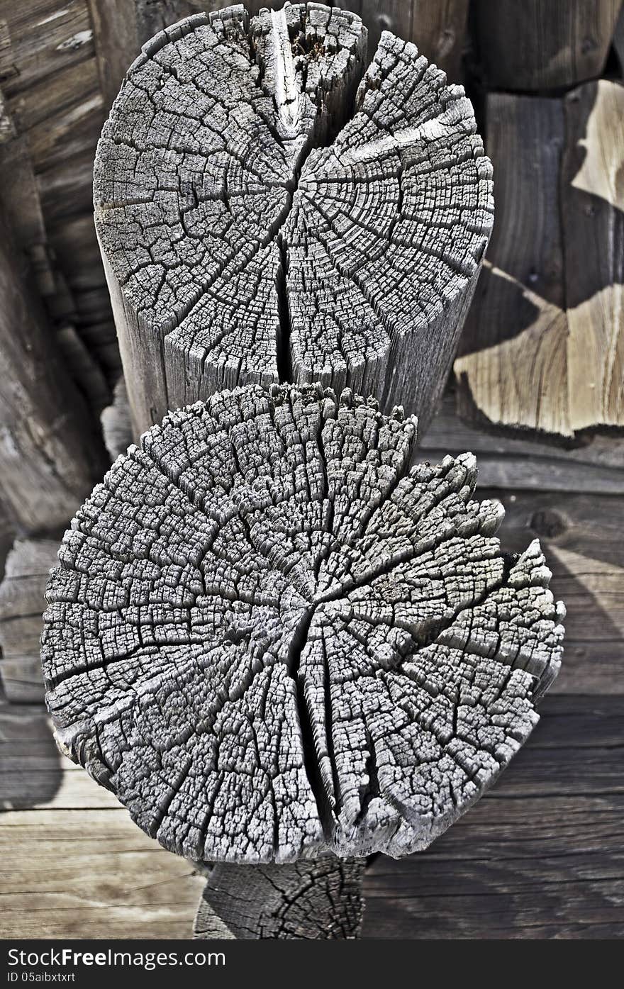 Cracked butt-end of two old weathered logs. Cracked butt-end of two old weathered logs