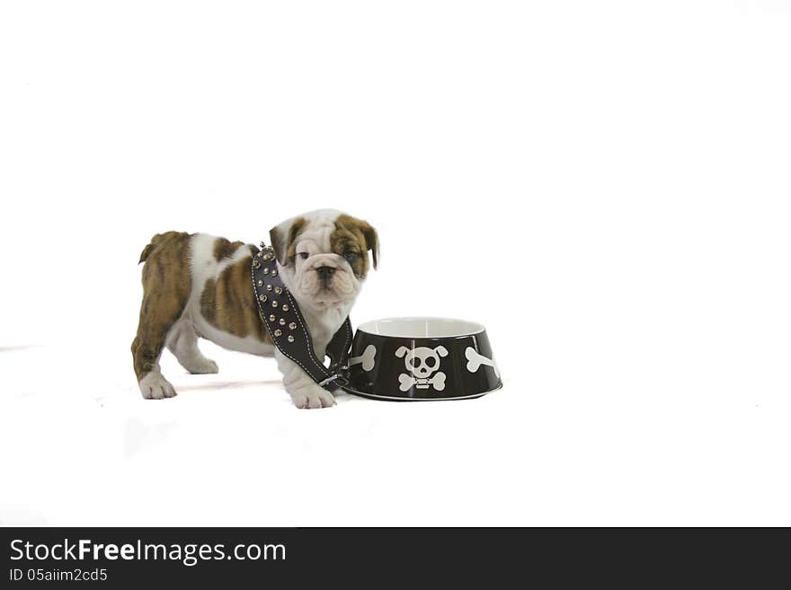 English Bulldog puppy with large black spiked collar and cross bone dog food dish. English Bulldog puppy with large black spiked collar and cross bone dog food dish