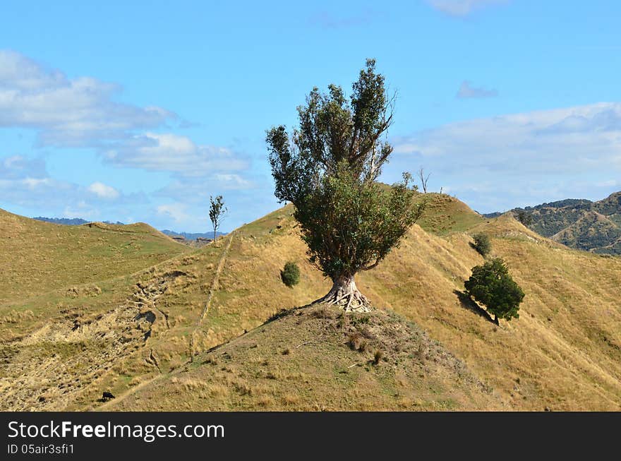 Landscape of nature near Wanganui & Manawatui at the west coast of the North Island of New Zealand. Landscape of nature near Wanganui & Manawatui at the west coast of the North Island of New Zealand.