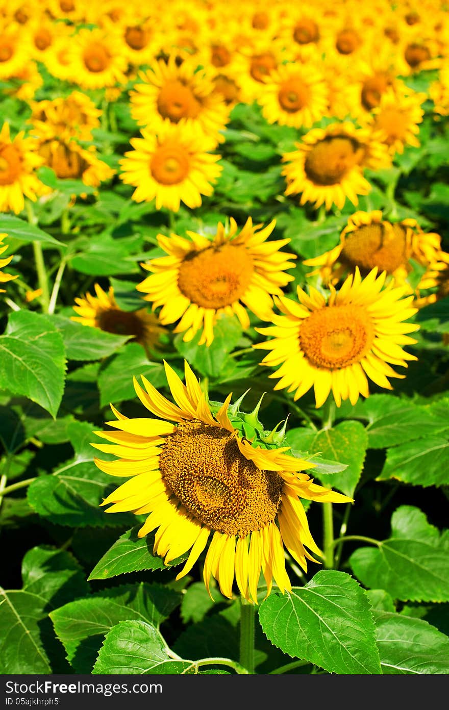 Sunflower field