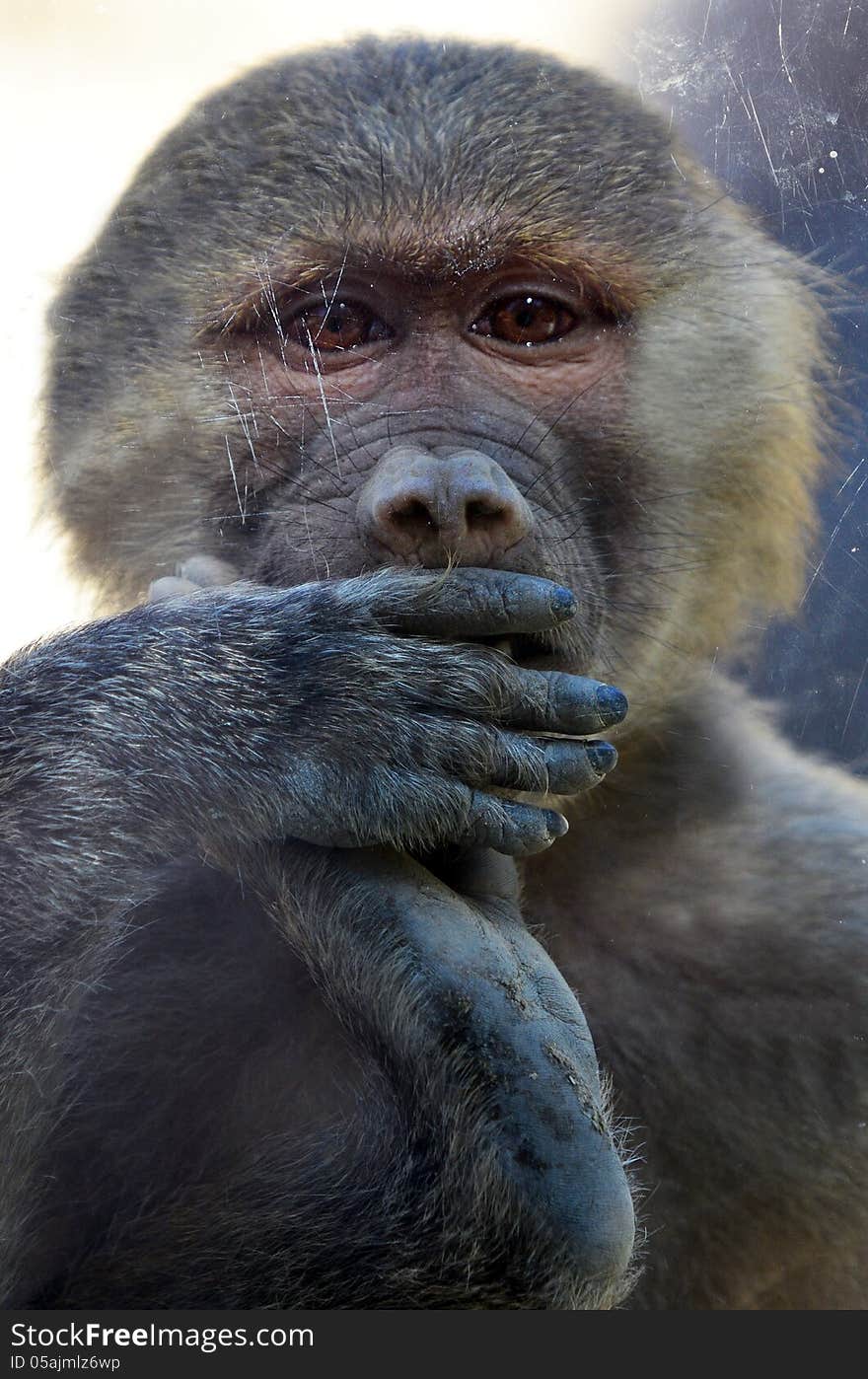 Hamadryas infant baboon looks through a shield glass. (Close up). Hamadryas infant baboon looks through a shield glass. (Close up)