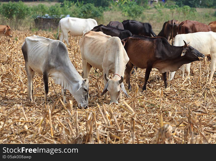 Cows grazing grass