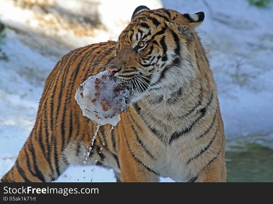 Young Male Tiger Carrying Wet Ice Chunk In Snow. Young Male Tiger Carrying Wet Ice Chunk In Snow