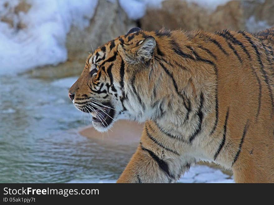 Young Male Tiger Walking By Icy Pool With Teeth Showing