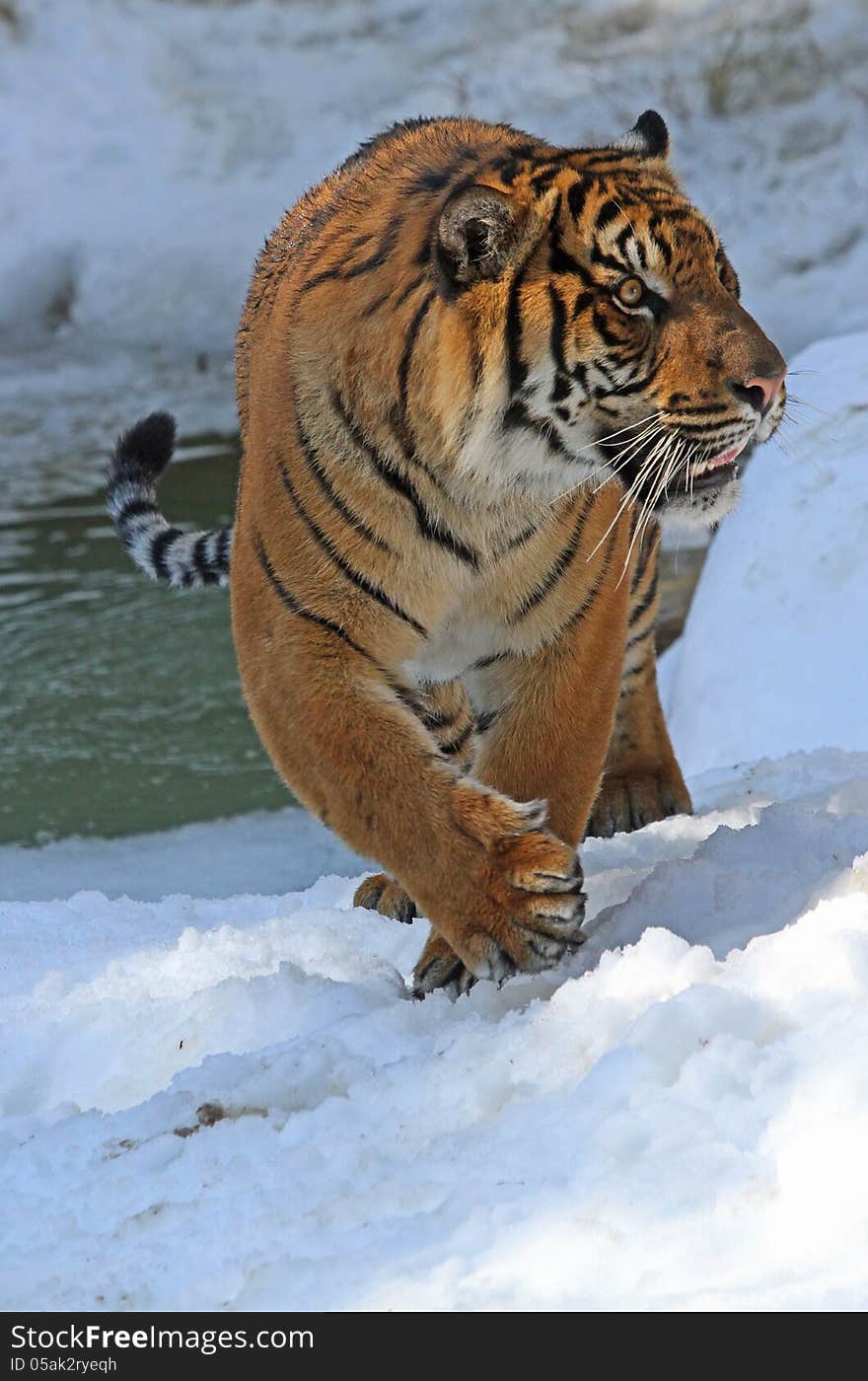 Young Male Tiger Walking In Snow Near Icy Pond