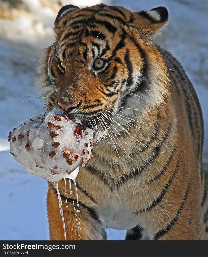 Young Male Tiger Carrying Wet Icy Pinecone In Snow. Young Male Tiger Carrying Wet Icy Pinecone In Snow