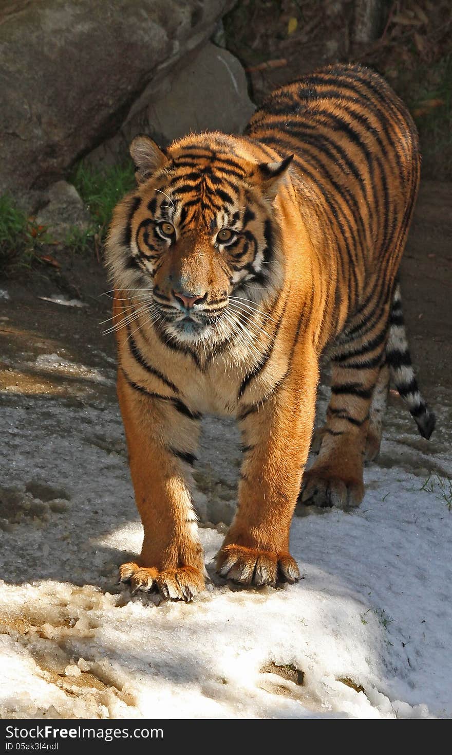 Young Male Tiger Standing In Snow