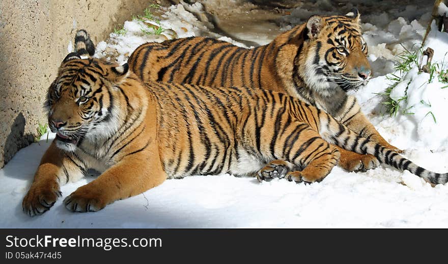 Young Male Tigers Reclining In Snow