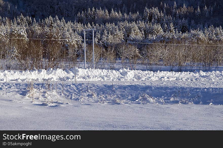 Poles and trees and snow