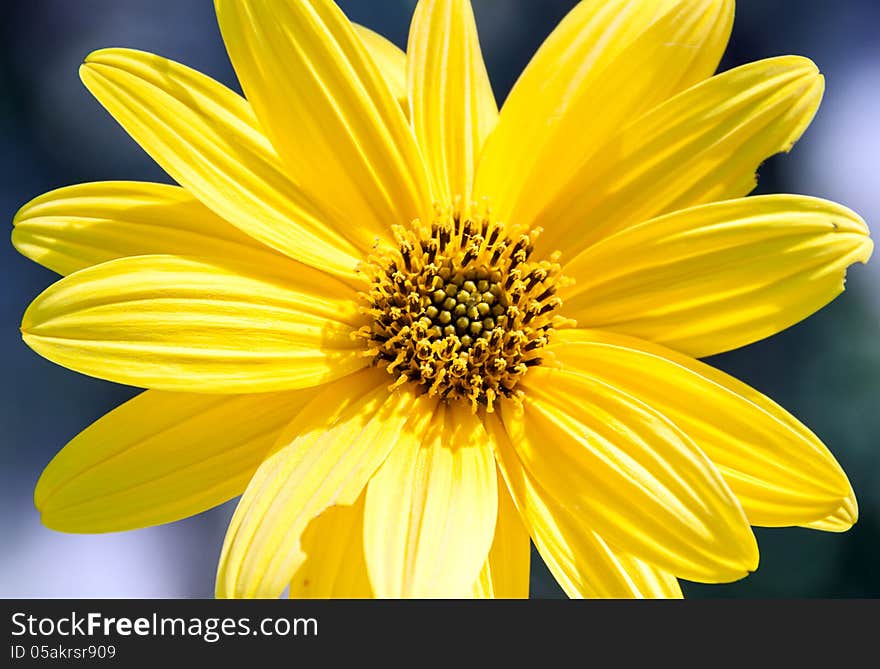 Macro of Italy, countryside, topinambur flowers (HELIANTHUS TUBEROSUS) flowers (HELIANTHUS TUBEROSUS)