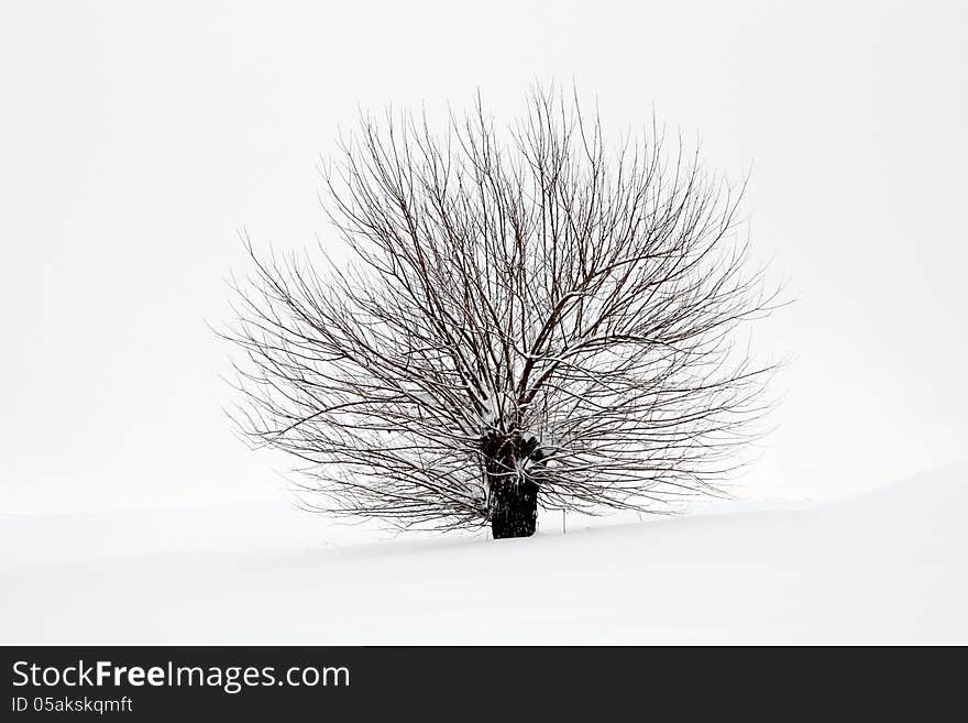 Snowy Tree