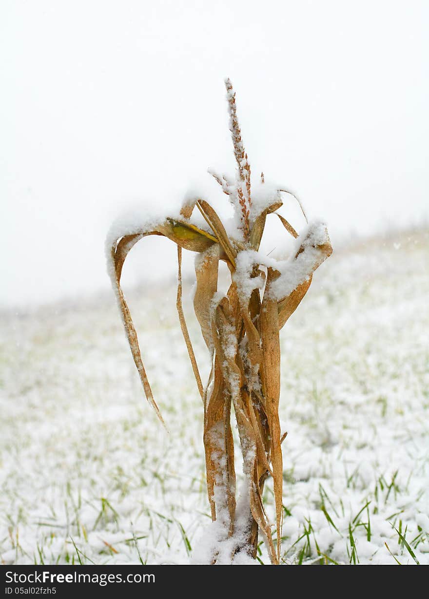 Maize covered with first snow