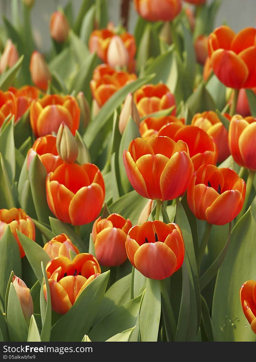 Cluster of orange tulips in flower garden. Cluster of orange tulips in flower garden