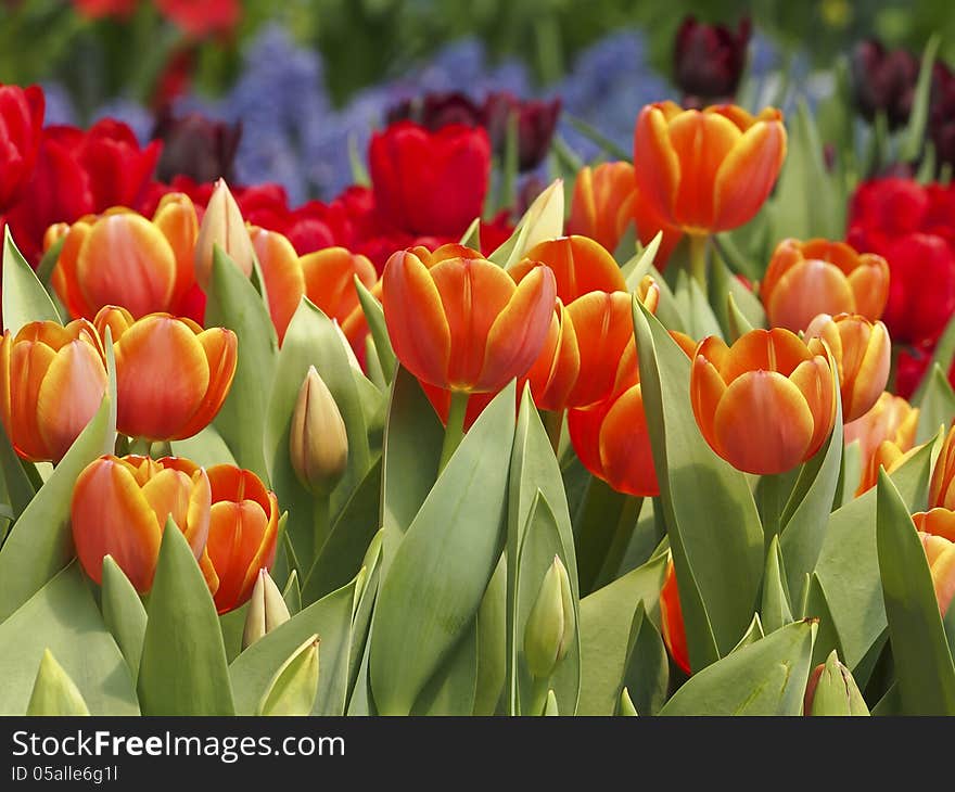 Orange tulip in screen of colorfull tulip flower. Orange tulip in screen of colorfull tulip flower