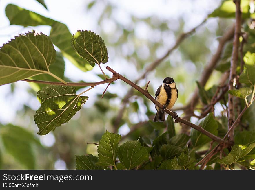 Great tit bird