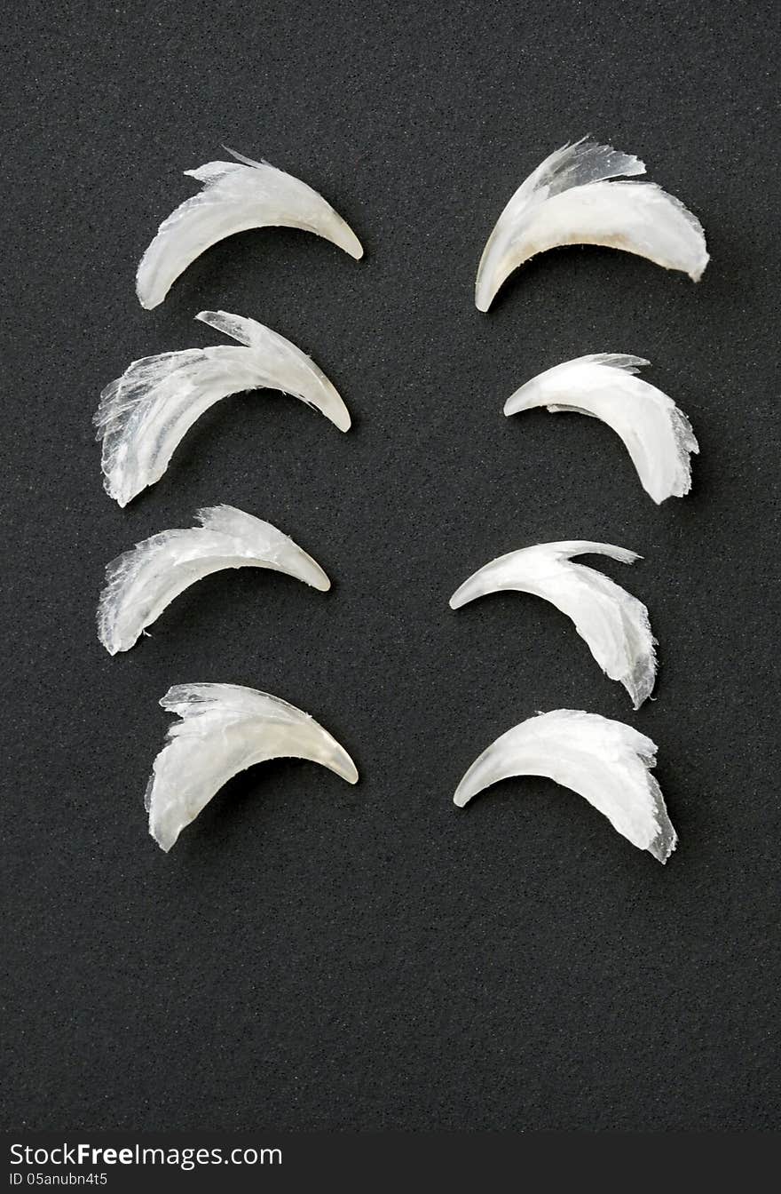 Rows of discarded cat claws. Cats pull off old claws to allow new ones to grow in place. Rows of discarded cat claws. Cats pull off old claws to allow new ones to grow in place.