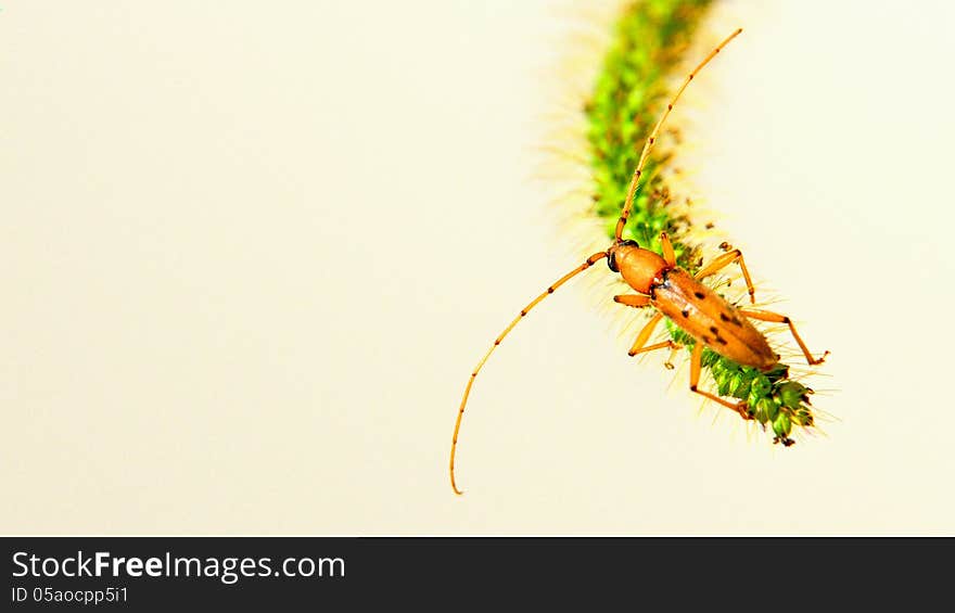 A yellow bug on a piece of plant. A yellow bug on a piece of plant.