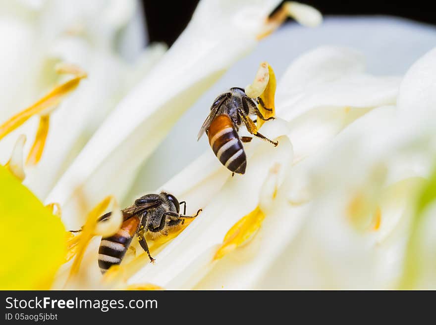 Close up of bee on flower