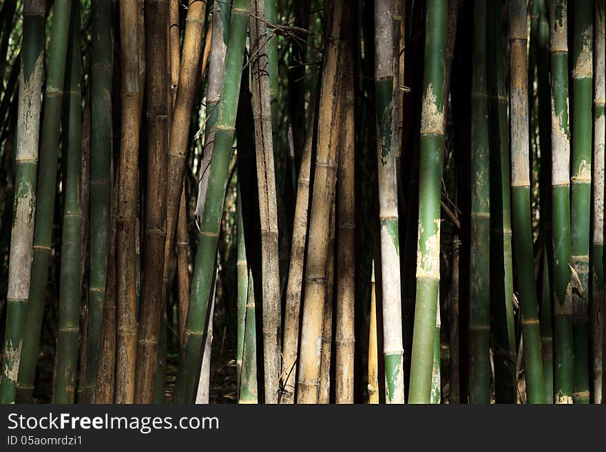 Bamboo Trees in Thailand Forest