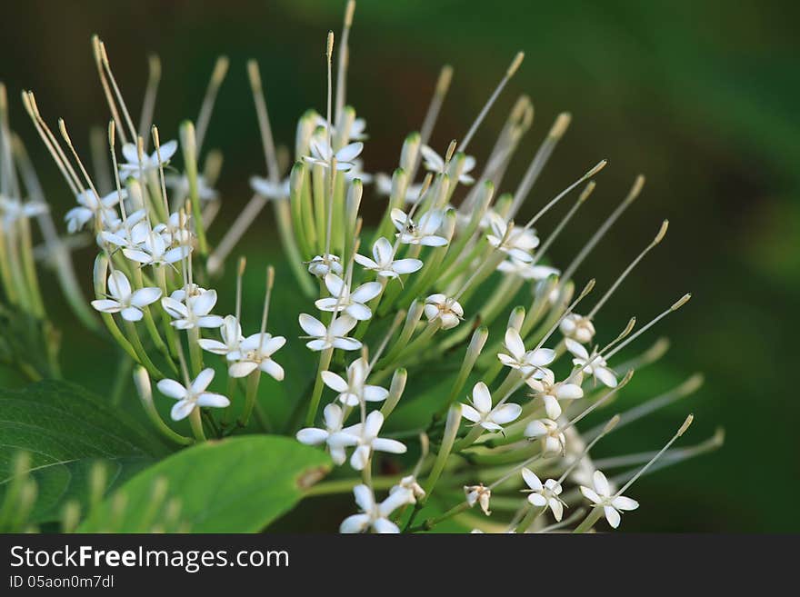 Ixora flower &x28;Pavetta indica&x29